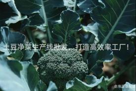 土豆净菜生产线批发，打造高效率工厂！
