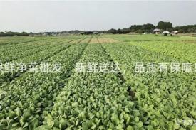 保鲜净菜批发，新鲜送达，品质有保障！
