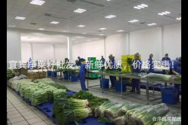 宜宾净菜籽批发，新鲜优质，价格实惠！