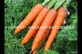 净菜批发哪里有？寻找优质净菜批发商，这里为您推荐！