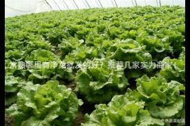 常熟哪里有净菜批发的好？推荐几家实力商家！