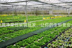 果蔬净菜包装袋批发，让你的生鲜更安全
