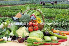 泸州净菜加工设备批发电话-高效节能设备供应商