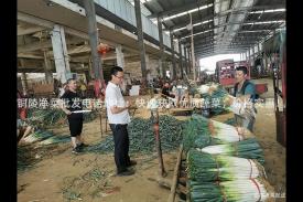 铜陵净菜批发电话地址：快速获取优质蔬菜，价格实惠！