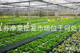 江苏净菜批发市场位于何处？