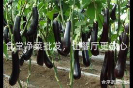 食堂净菜批发，让餐厅更放心
