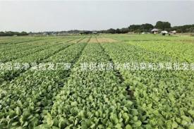 半成品菜净菜批发厂家：提供优质半成品菜和净菜批发服务