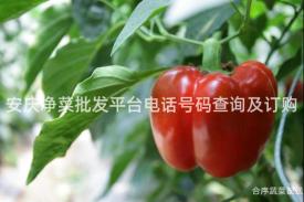 安庆净菜批发平台电话号码查询及订购