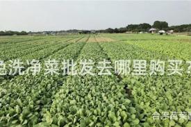 免洗净菜批发去哪里购买？