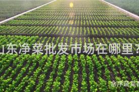 山东净菜批发市场在哪里？