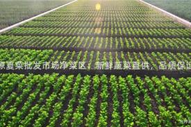 高原夏菜批发市场净菜区：新鲜蔬菜直供，品质保证！