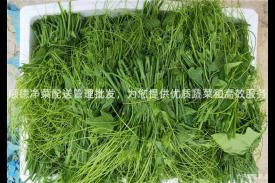 顺德净菜配送管理批发，为您提供优质蔬菜和高效服务