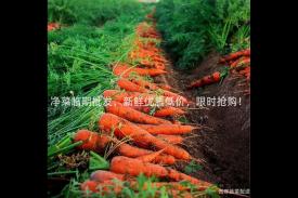 净菜临期批发，新鲜优质低价，限时抢购！