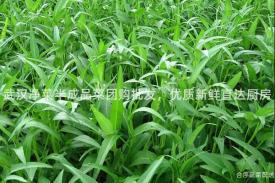 武汉净菜半成品菜团购批发，优质新鲜直达厨房
