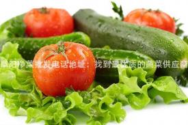 阜阳净菜批发电话地址：找到最优质的蔬菜供应商