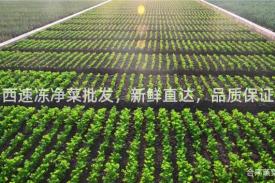 山西速冻净菜批发，新鲜直达，品质保证！