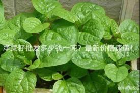 净菜籽批发多少钱一吨？最新价格速递！