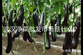 武汉净菜批发市场是什么？