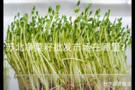 苏北净菜籽批发市场在哪里？