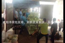 咸阳净菜批发商，新鲜蔬菜直供，品质保证！