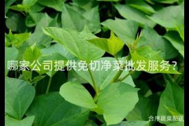 哪家公司提供免切净菜批发服务？