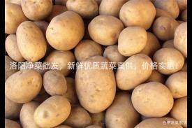 洛阳净菜批发，新鲜优质蔬菜直供，价格实惠！