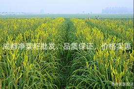 成都净菜籽批发，品质保证，价格实惠