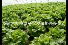 安徽六安净菜子批发价格是多少？
