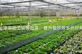 专业净菜加工设备批发，提升餐饮效率的好帮手
