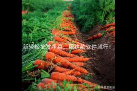 新轻松批发净菜，用这款软件就行！