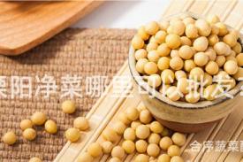 溧阳净菜哪里可以批发？