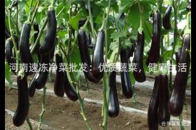 河南速冻净菜批发：优质蔬菜，健康生活