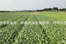 潍坊净菜批发，新鲜优质蔬菜直供，价格实惠！