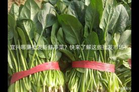 宜兴哪里批发新鲜净菜？快来了解这些批发市场！