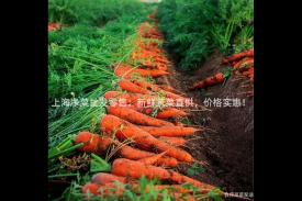上海净菜批发零售：新鲜蔬菜直供，价格实惠！