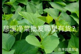 慈溪净菜批发哪里有货？