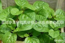 盐城净菜籽批发价格及供应商信息汇总