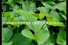 济南成箱净菜哪里批发？推荐几家靠谱的批发商！