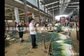 阜阳净菜批发电话，新鲜蔬菜直供，品质保证！