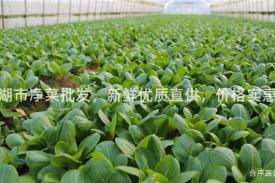 巢湖市净菜批发，新鲜优质直供，价格实惠！