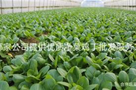 哪家公司提供优质净菜鸡丁批发服务？