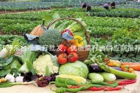 江苏东台净菜籽批发，优质菜籽油供应商推荐
