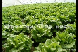 襄阳肉类净菜批发：优质新鲜，价格实惠！