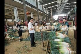 广州预净菜批发市场：新鲜蔬菜供应商推荐