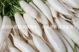 菜场半成品净菜批发：哪些品种适合批发？