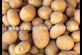 上海净菜香芋批发，新鲜优质的香芋供应商