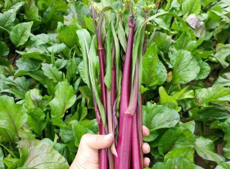 食堂采购还用笔记本记账？合序小程序一键下单、自动对账